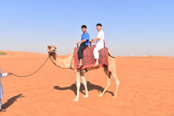 Private Dune Bashing Camel Ride & Sand Board